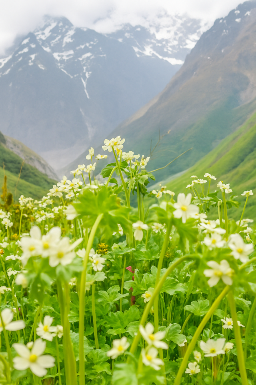 Valley of Flowers and Hemkund Sahib Trek